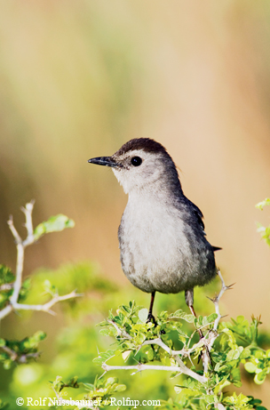 gray catbird